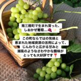 南三陸町のしおかぜ葡萄