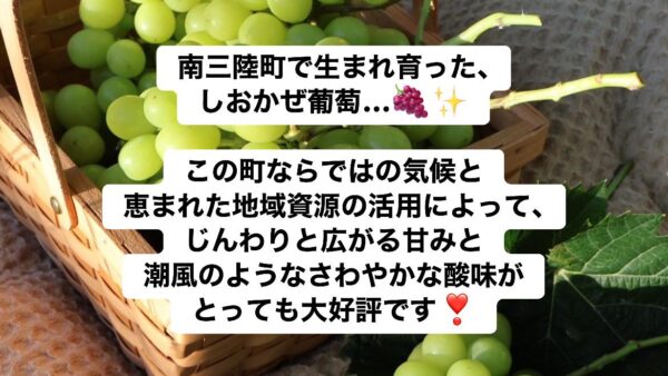 南三陸町のしおかぜ葡萄