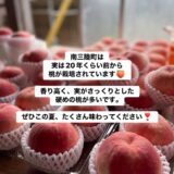 南三陸町の桃
